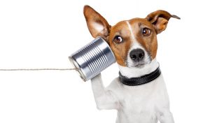 cachorro - telefone