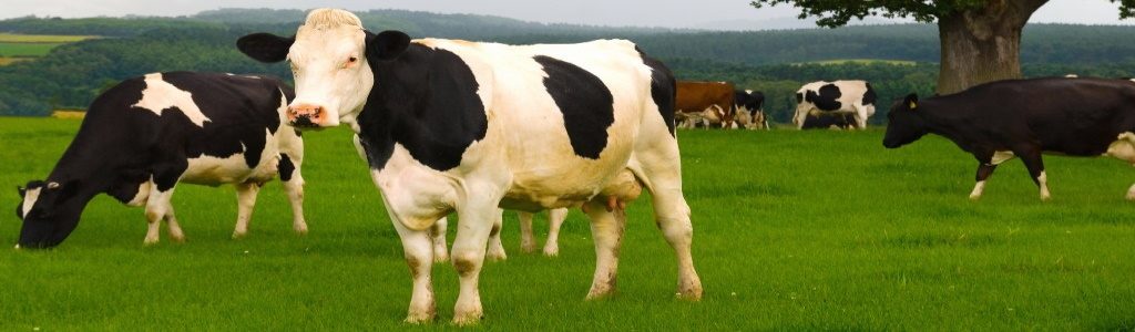 Dairy cows in a lush green field